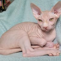 Magnifiques chatons sphynx loof #2