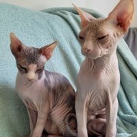 Magnifiques chatons sphynx loof #4