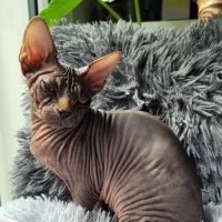 Magnifiques chatons sphynx loof #5