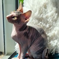 Magnifiques chatons sphynx loof #7