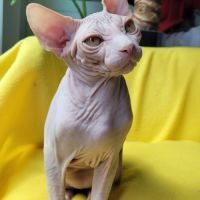 Magnifiques chatons sphynx loof #8