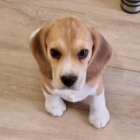 Beagle lof idéal compagnie à réserver