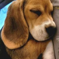 Beagle lof idéal compagnie à réserver #6