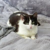 Tara, adorable chaton à l'adoption