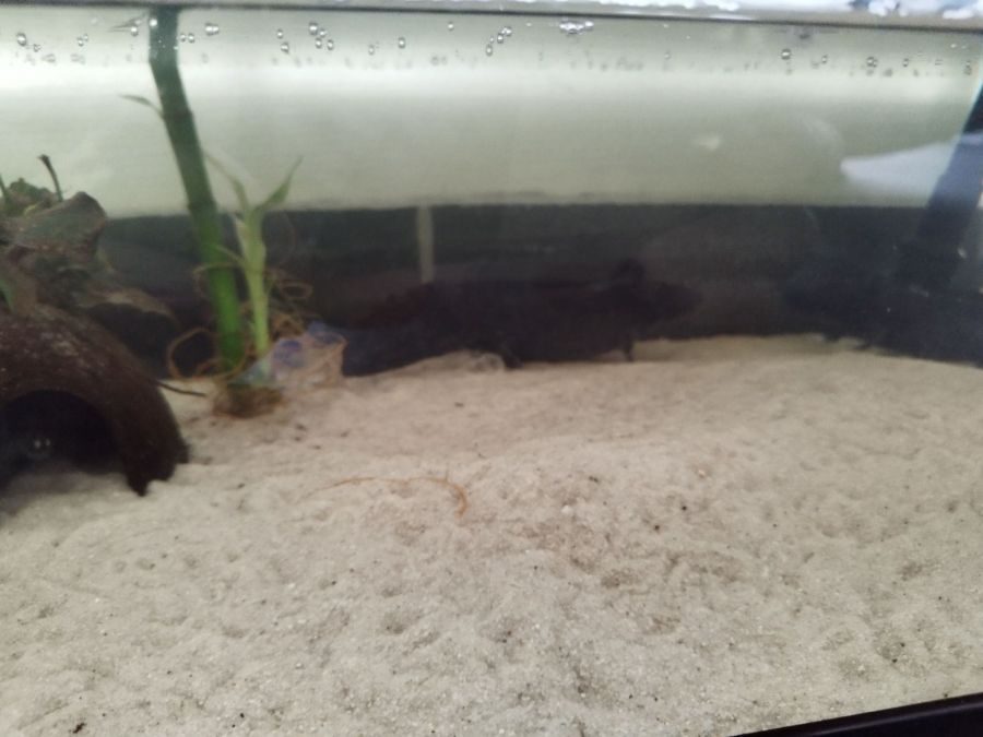 Vends 4 axolotl avec terrarium #2