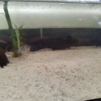 Vends 4 axolotl avec terrarium #2