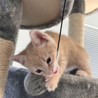 Cannelle, adorable chaton à l'adoption