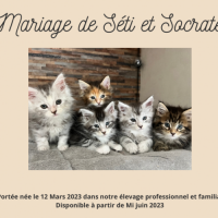 5 chatons issus du mariage de seti et socrate #0