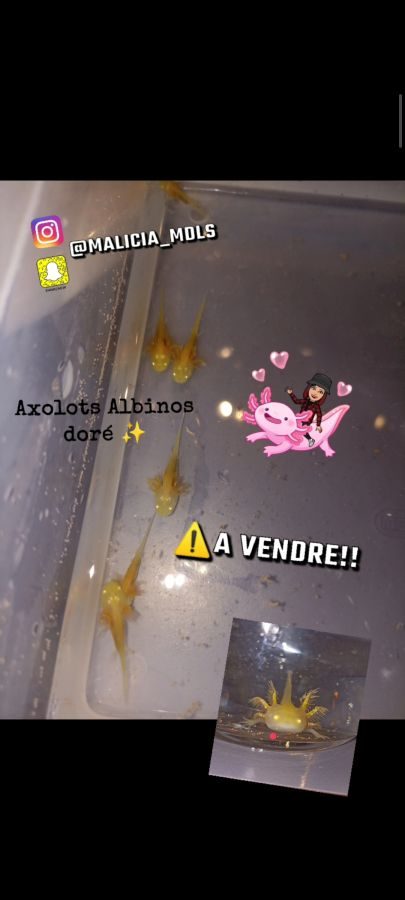 Axolot albinos doré non leucistique #0