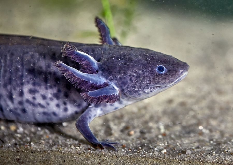 Recherche 2 axolotls mâles à adopter #2