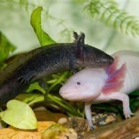 Recherche 2 axolotls mâles à adopter #4