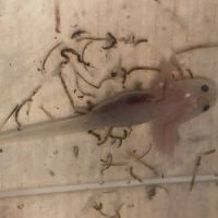 Axolotl leucistique à réserver