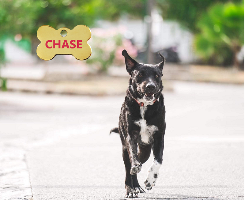 Chase, chien mâle croisé berger créole #3