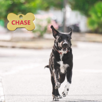Chase, chien mâle croisé berger créole #3