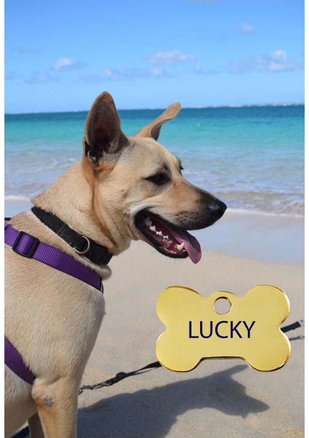 Lucky, chien de berger créole #3