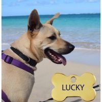 Lucky, chien de berger créole #3