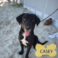 Casey, femelle labrador croisée créole #0