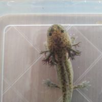2 axolotl de 10 cm dispo #2