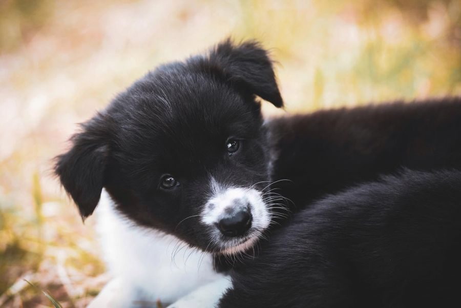 Chiot type border collie #0
