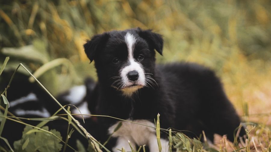 Chiot type border collie #0