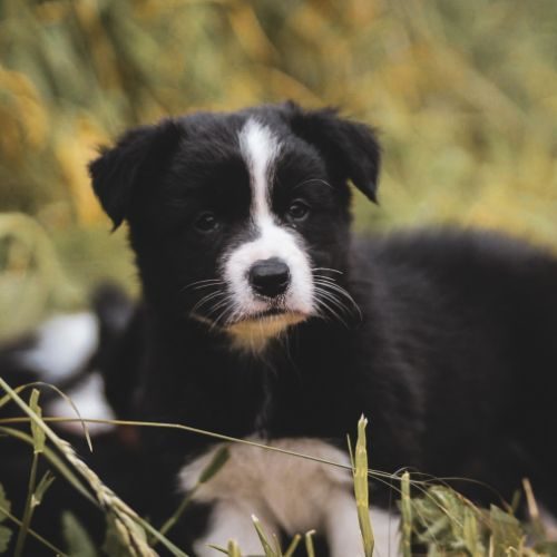 Chiot type border collie