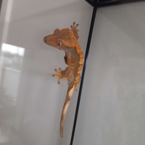 Gecko à crête + terrarium