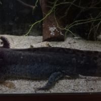 2 axolotls a vendre