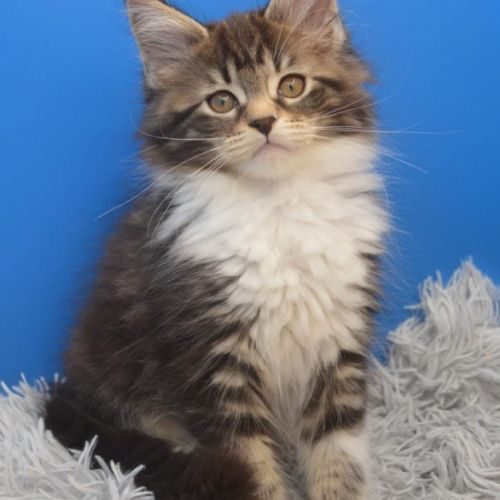 Chatons maine coon outcross polydactyle