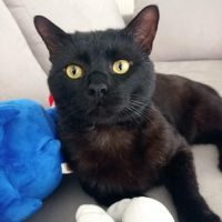 Coco, chat adorable et câlin à l'adoption