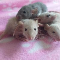 Bébés rats domestiques dumbo très sociabilisés