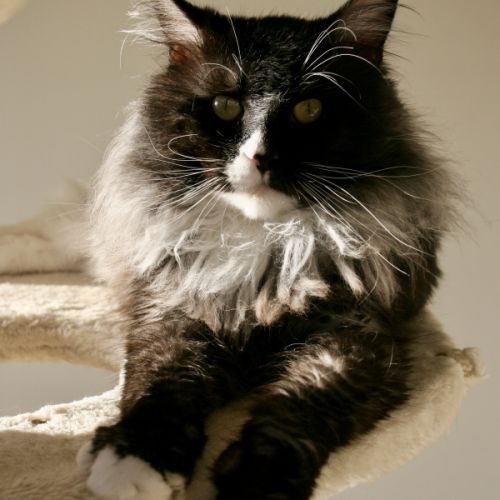 Maine coon adulte loof