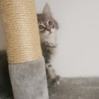 Themis, adorable chaton femelle à l'adoption