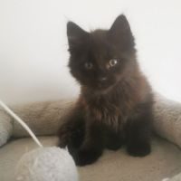 Reglisse, adorable chaton mâle à l'adoption