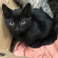 Alphonse, adorable chaton mâle à l'adoption