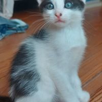 Maki, adorable chaton femelle à l'adoption