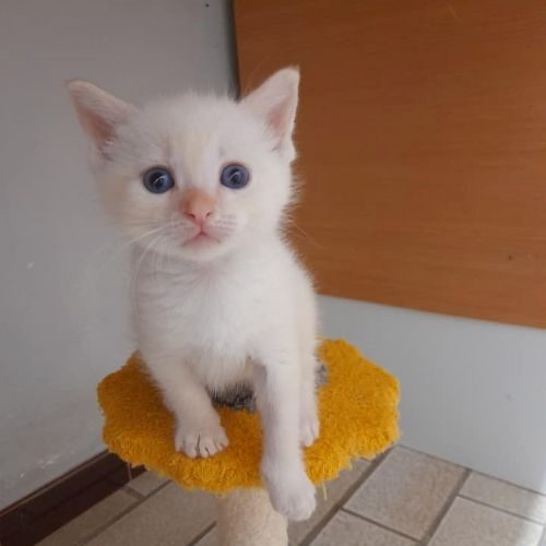 Charly, adorable chaton mâle à l'adoption