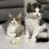 Grisouille et kuro, en double adoption