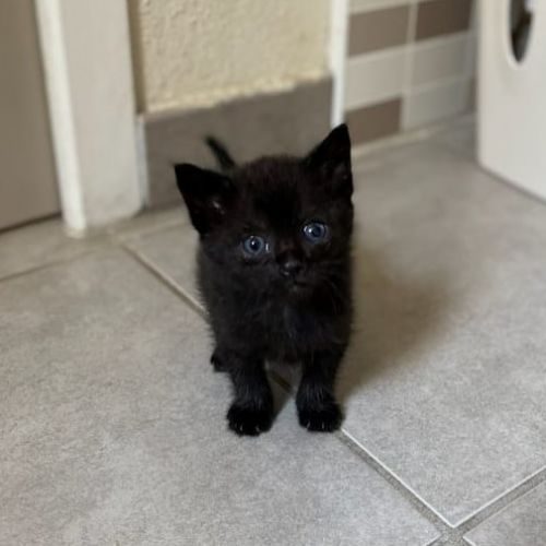 Soana, adorable chaton à l'adoption