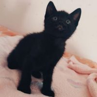 Ayso, adorable chaton femelle à l'adoption