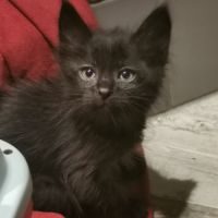 Tapenade, adorable chaton femelle à l'adoption