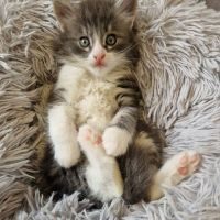 Loukoum, adorable chaton à l'adoption