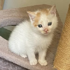Gribouille, adorable chaton à l'adoption