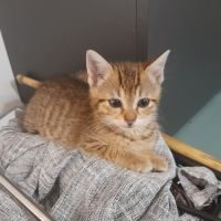 Thelma, adorable chaton à l'adoption