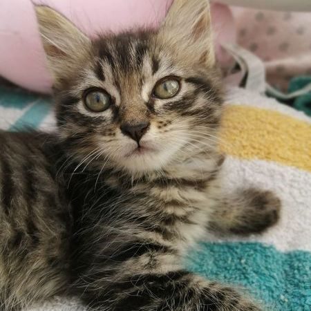 Tylane, adorable chaton femelle à l'adoption