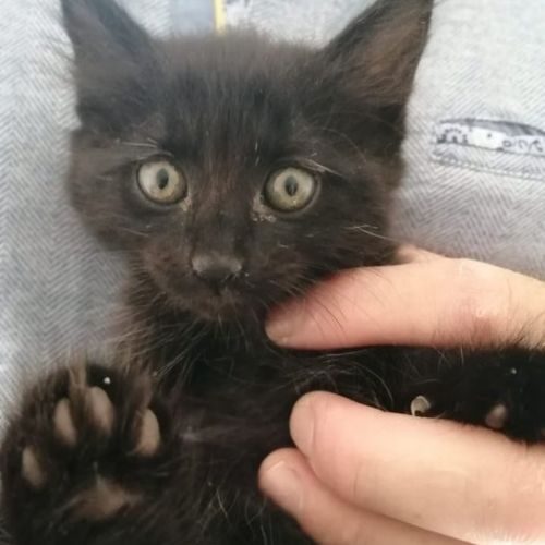 Lili, adorable chaton femelle à l'adoption