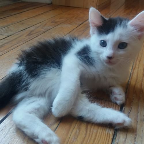Pattenrond, adorable chaton mâle à l'adoption