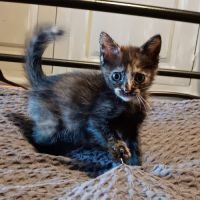Ukita, adorable chaton à l'adoption