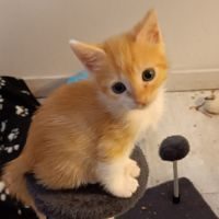 Unix, adorable chaton à l'adoption