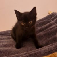 Moka, adorable chaton à l'adoption