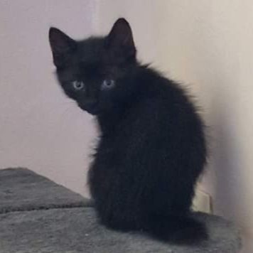 Salem, petit mâle à l'adoption